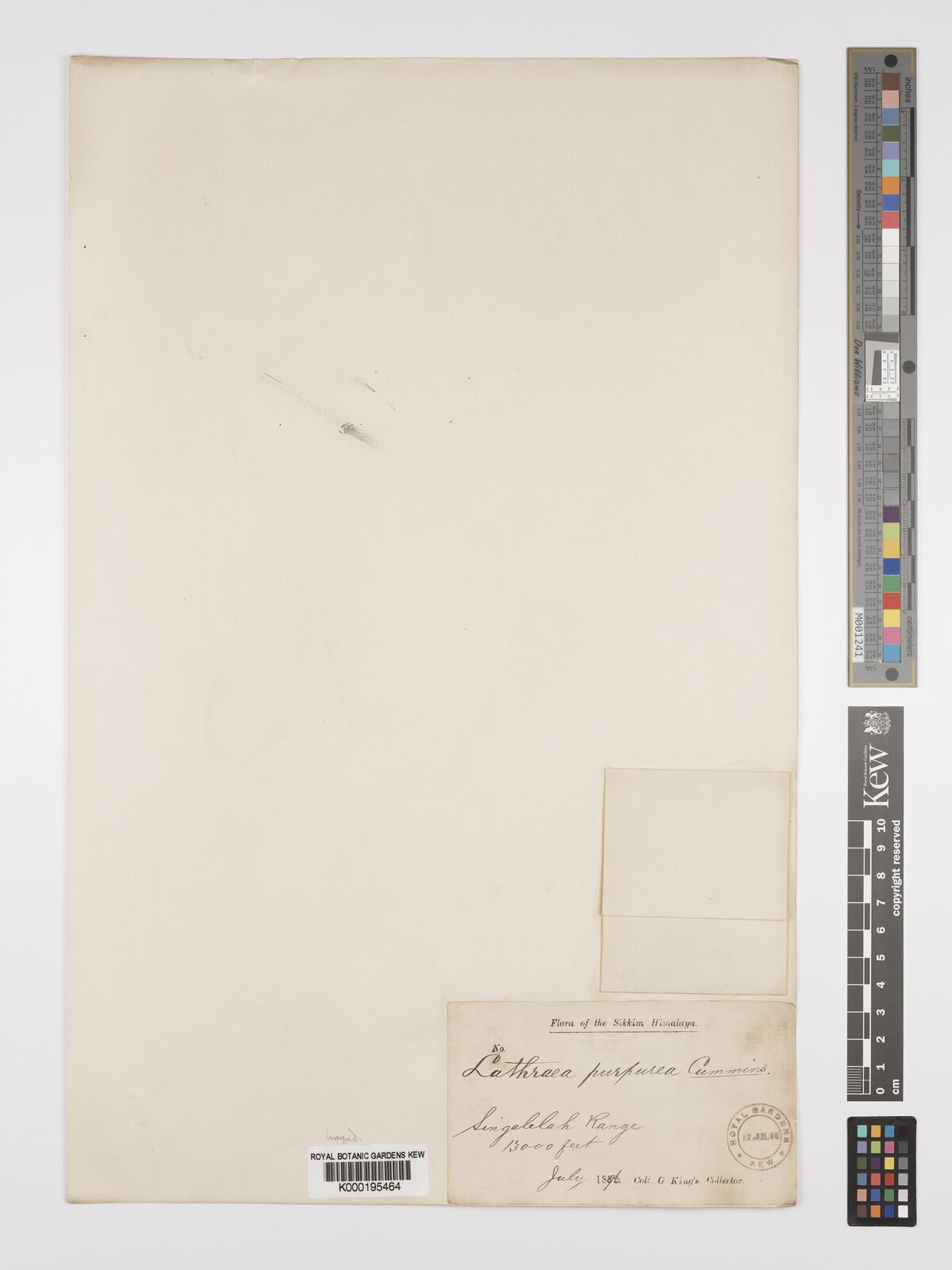 Kew Gardens K000195464:  King, G [s.n.] Nepal