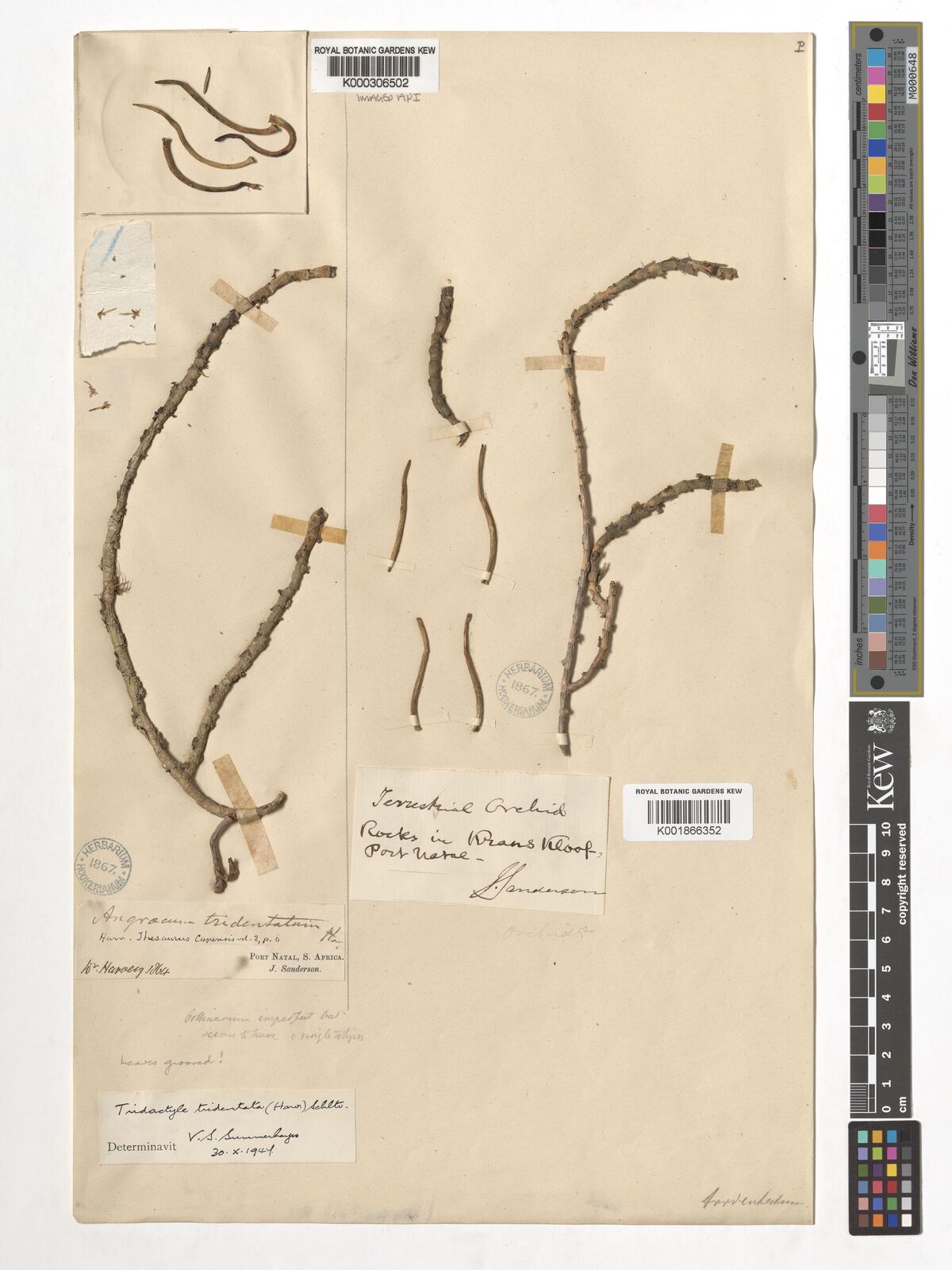 Tridactyle tridentata