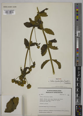 Kew Gardens K001067938:  Merrill, R; Earl, L. [8816] Brazil