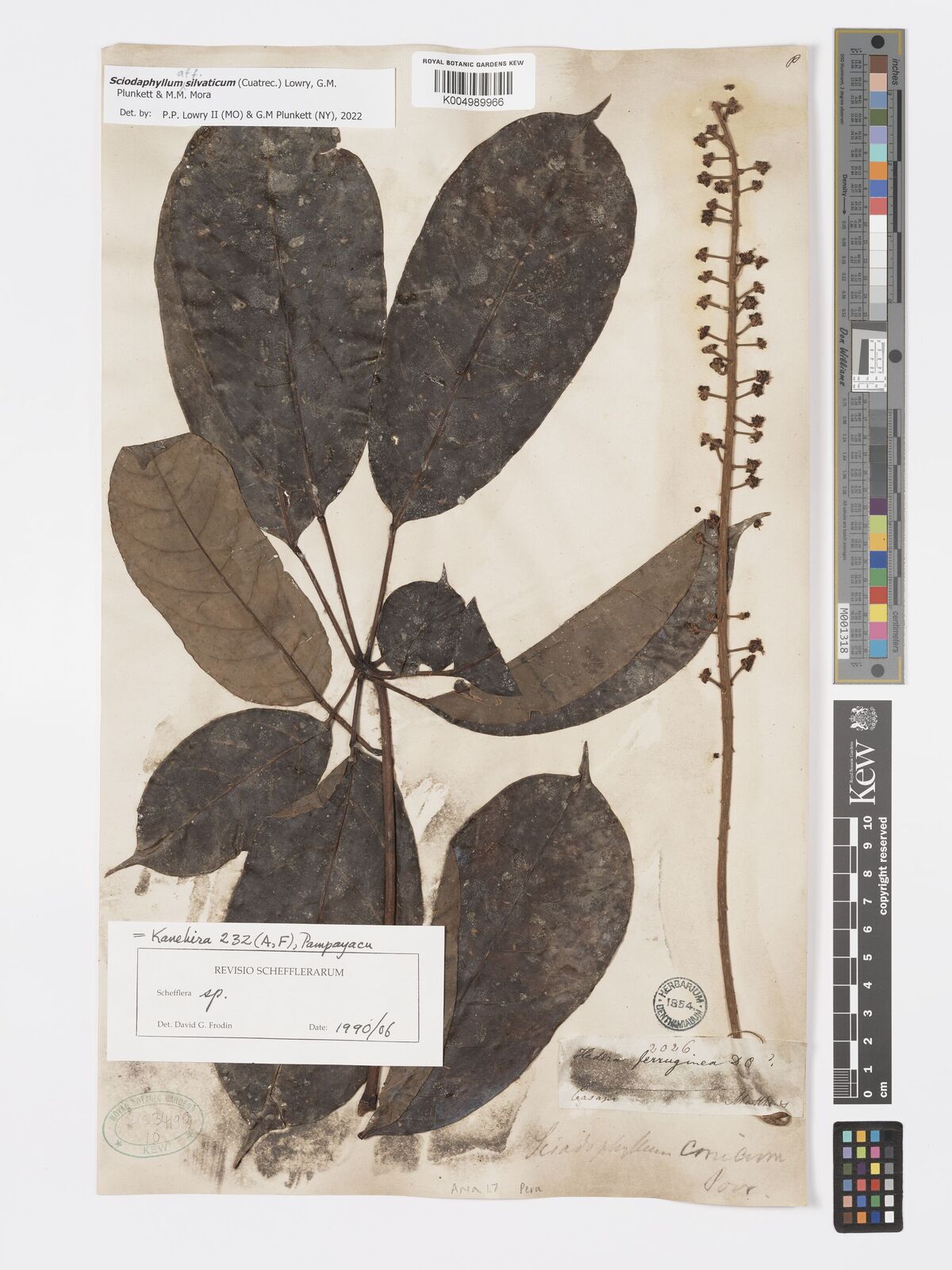 Schefflera silvatica