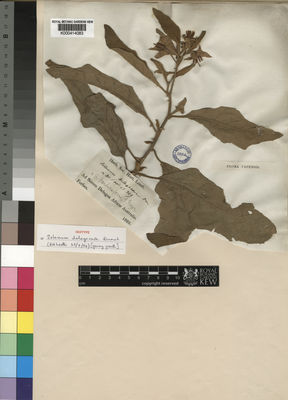 Kew Gardens K000414083:  Forbes [s.n.] Mozambique
