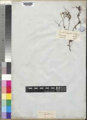 Kew Gardens K000196004:  Hooker [s.n.] Mexico