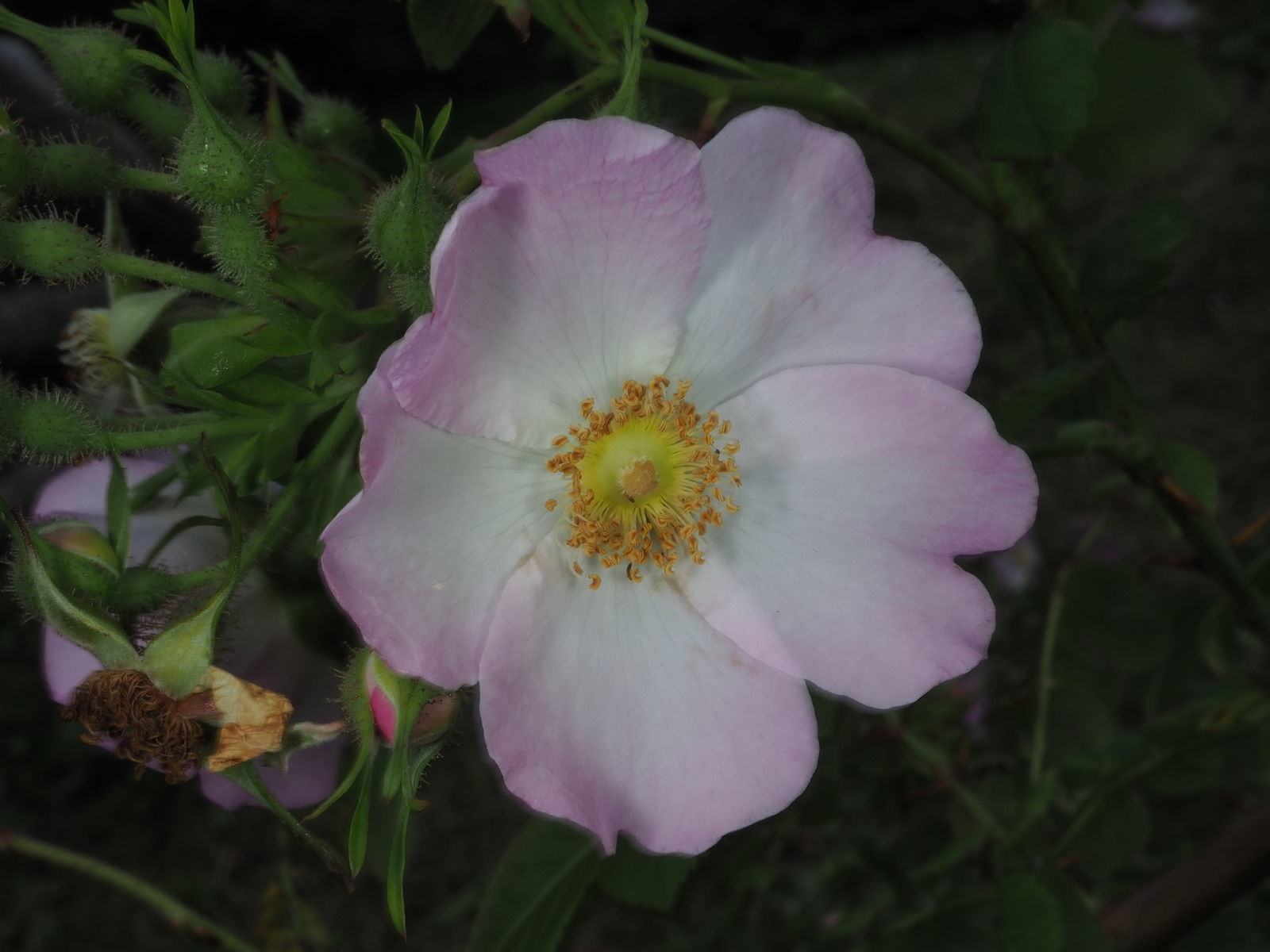 Rosa multibracteata Hemsl. & E.H.Wilson | Plants of the World Online ...