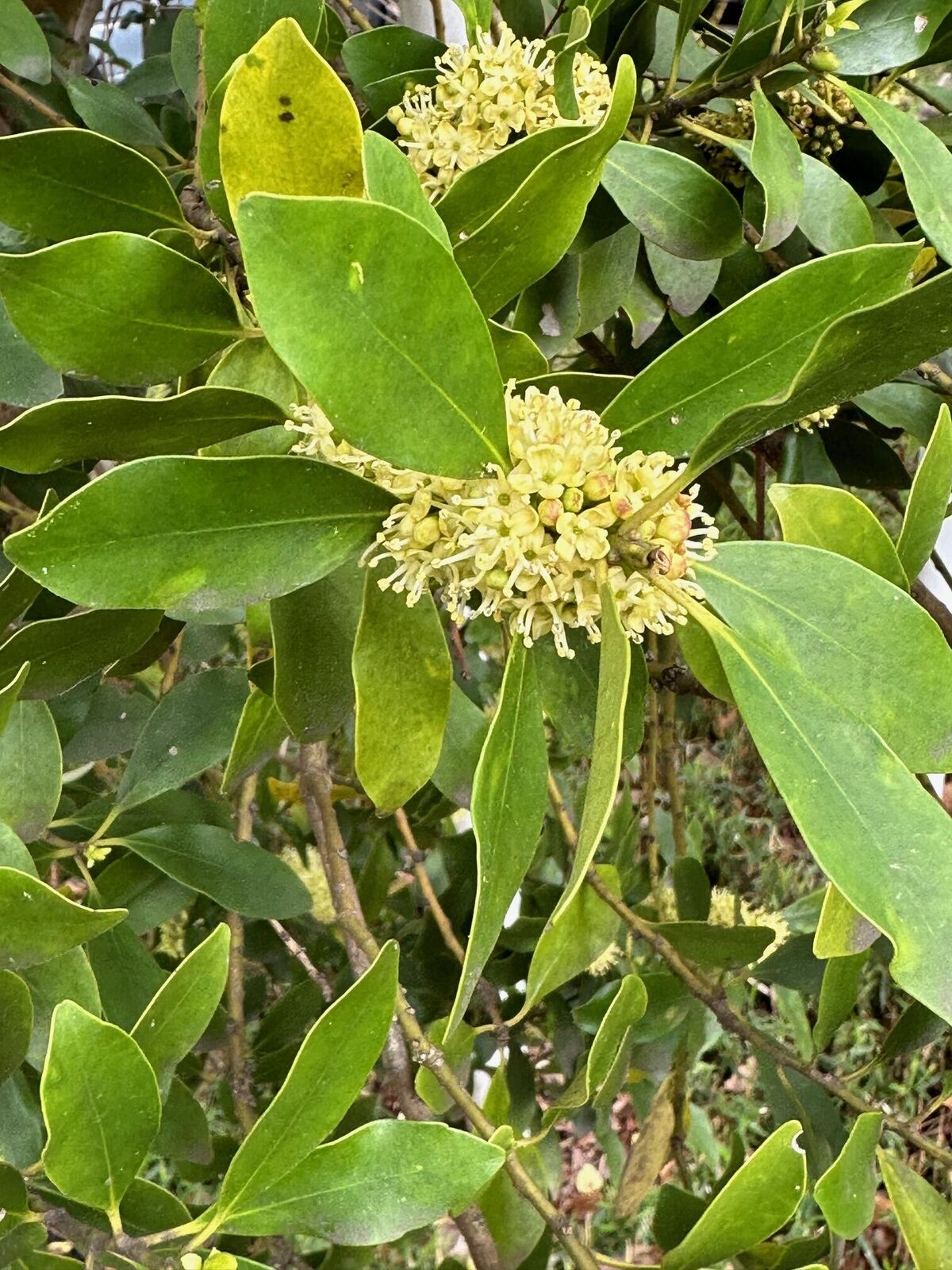 Ilex latifolia Thunb. | Plants of the World Online | Kew Science