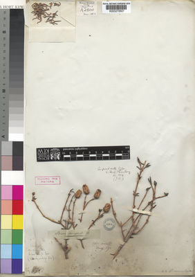 Kew Gardens K000273507:  Drege [s.n.] South Africa