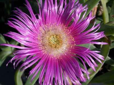 Carpobrotus glaucescens (Haw.) Schwantes | Plants of the World Online ...