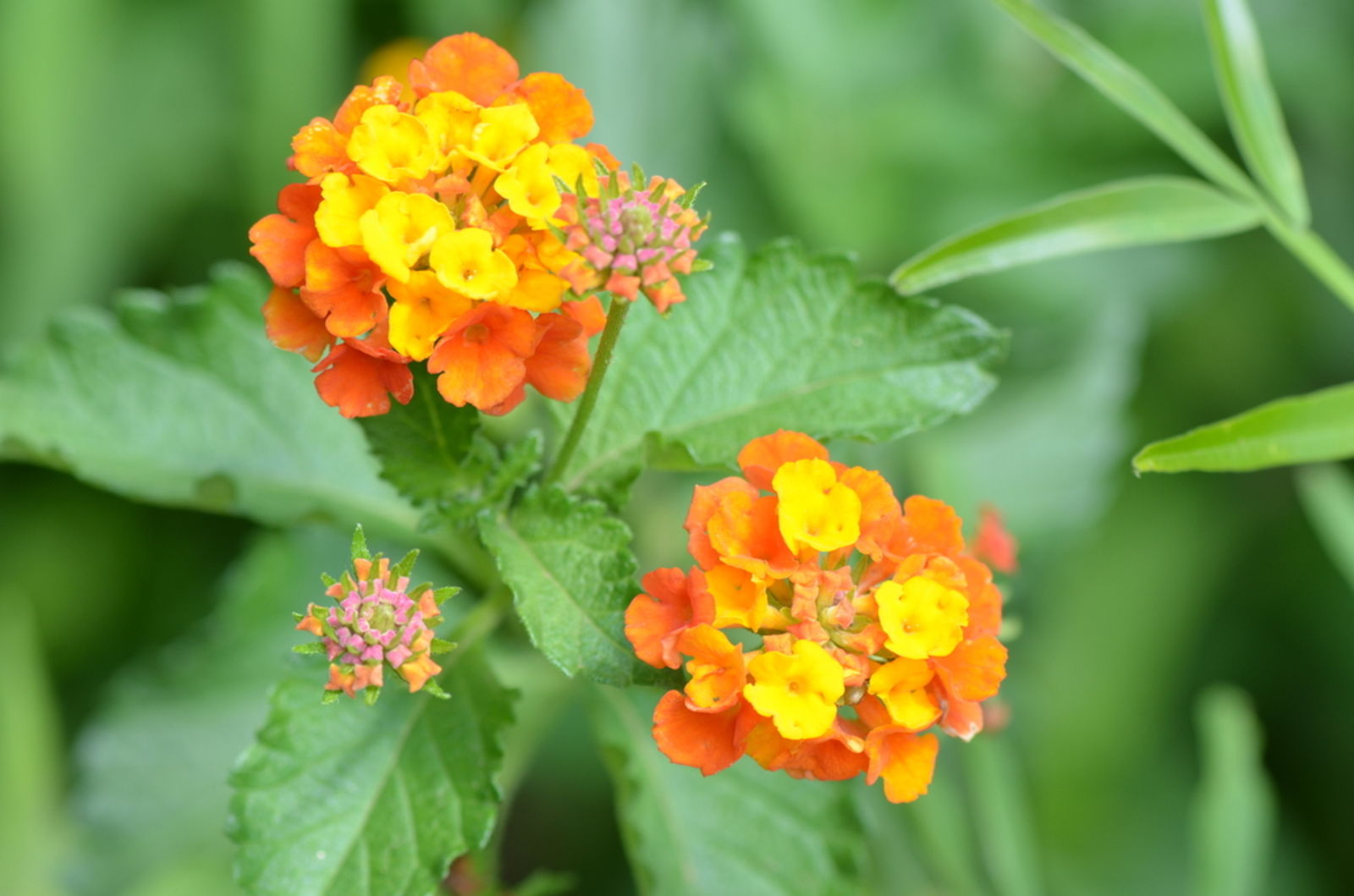 Lantana urticoides Hayek | Plants of the World Online | Kew Science