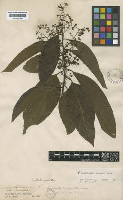 Kew Gardens K000601831:  Spruce, R. [1648] Brazil