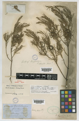 Kew Gardens K000791484:  Mueller, F. [s.n.] Australia