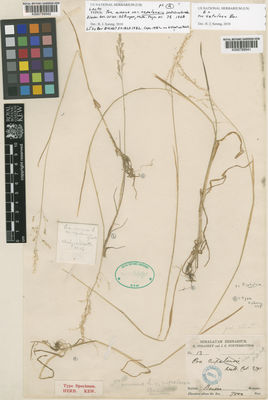 Kew Gardens K000789542:  Strachey, R.; Winterbottom, J.E. [13] India