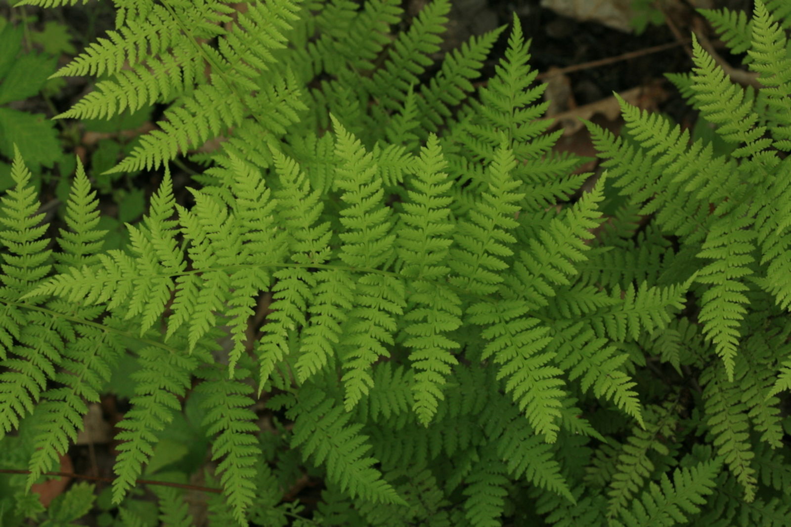 Athyrium monomachii (Kom.) Kom. | Plants of the World Online | Kew Science