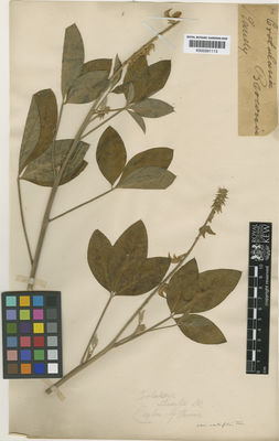 Kew Gardens K000591113:  [Peverely/illegible] [s.n.] Sri Lanka