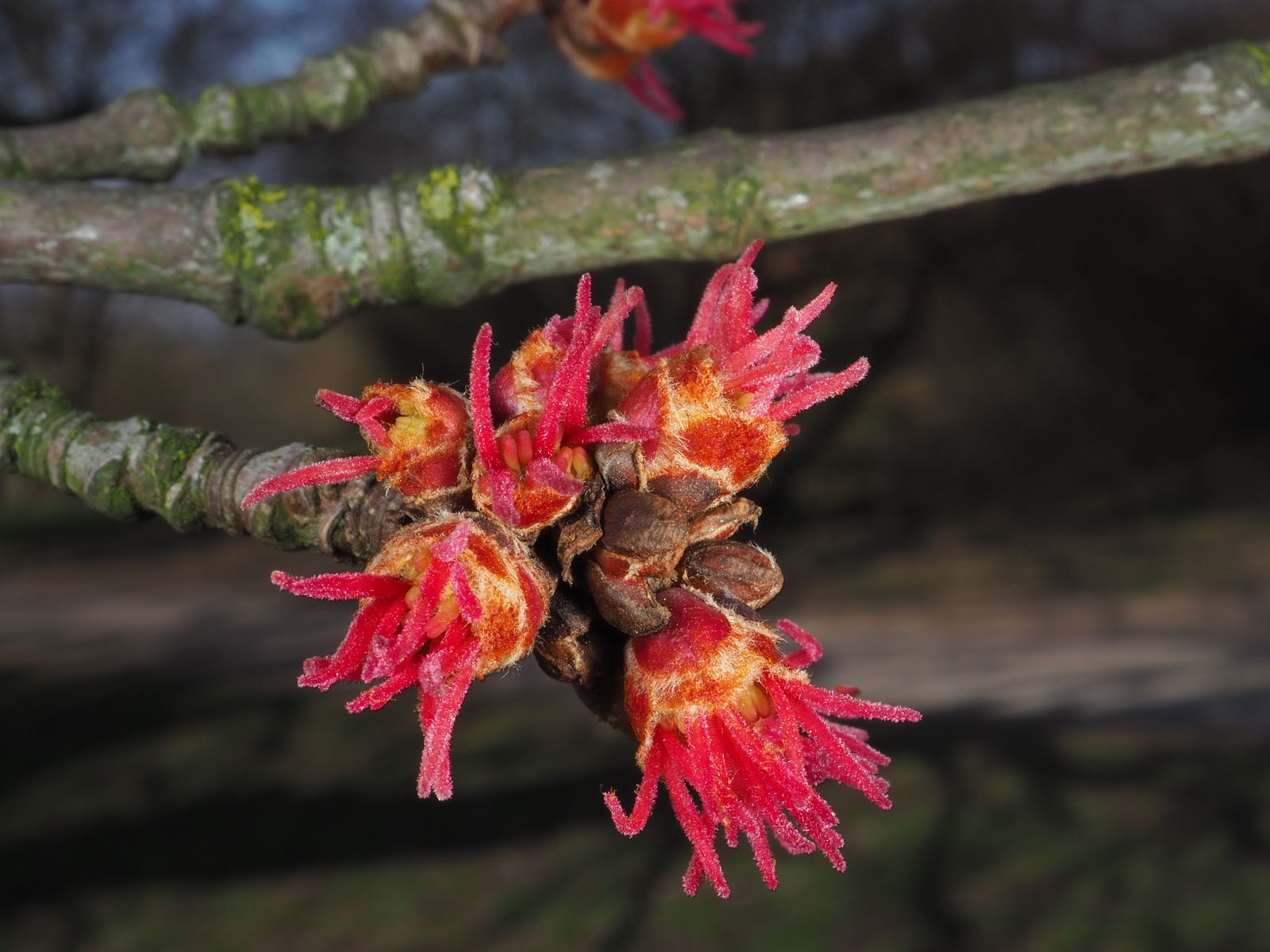 Acer saccharinum L. | Plants of the World Online | Kew Science