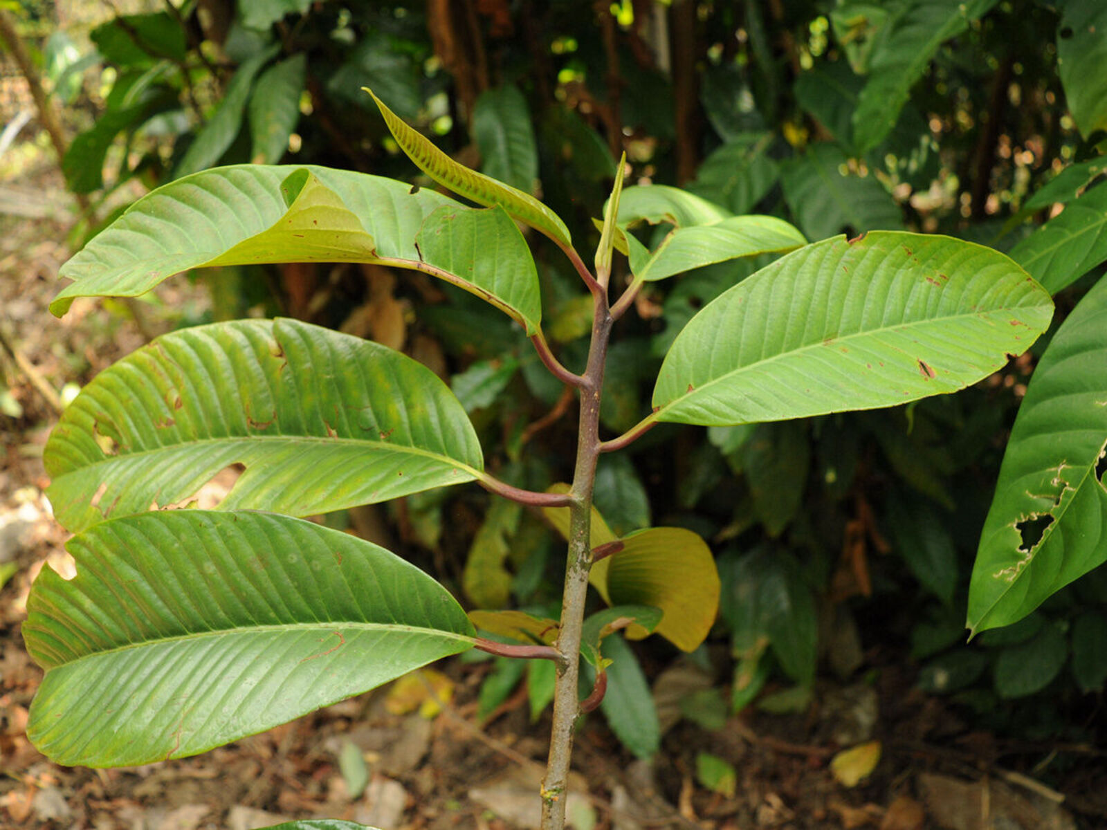 Horsfieldia kingii (Hook.f.) Warb. | Plants of the World Online | Kew ...