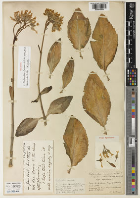 Kew Gardens K000975928:  s.coll. [s.n.] South Africa