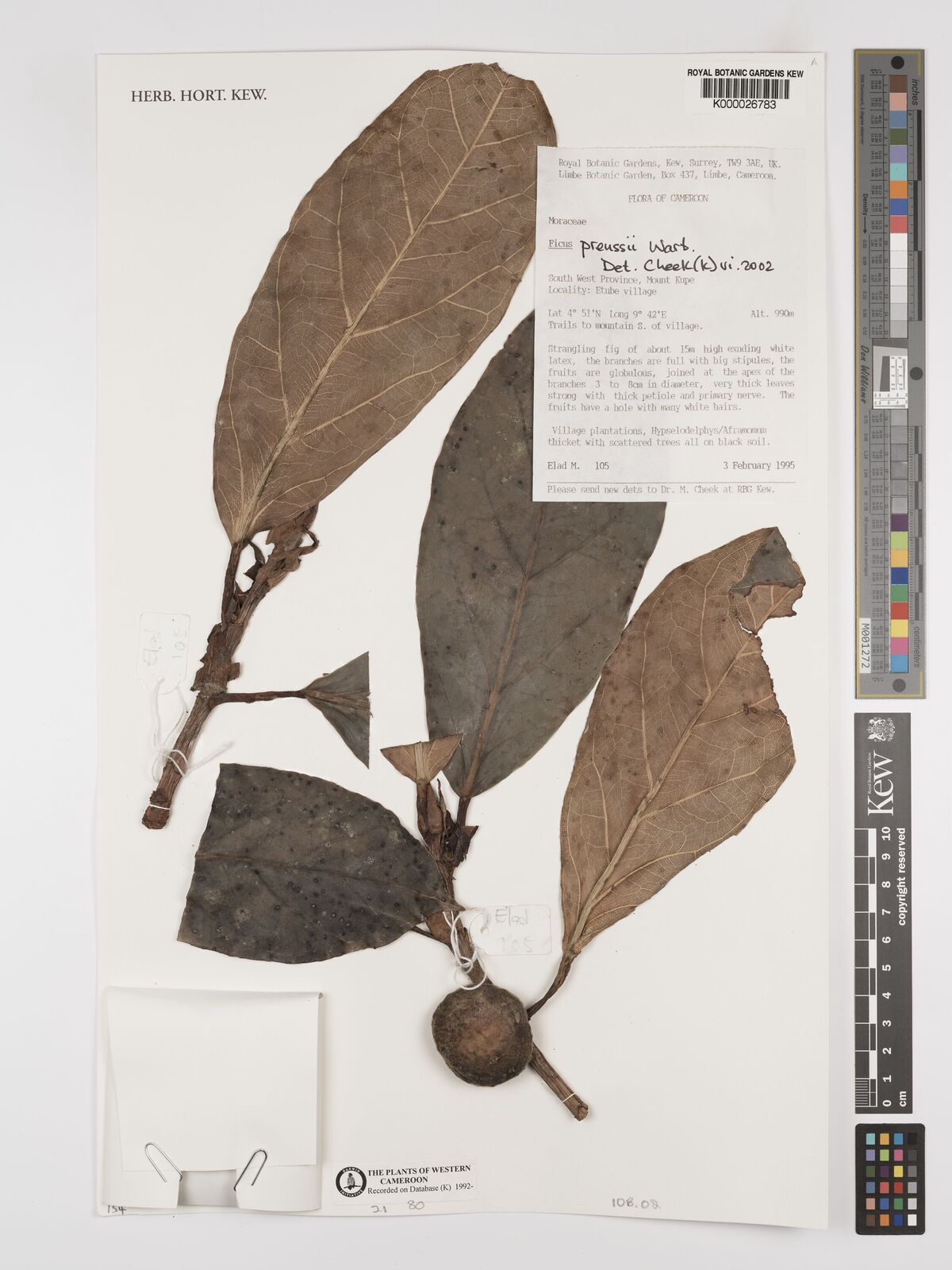 Ficus preussii