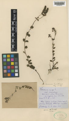 Kew Gardens K000806781:  s.coll. [s.n.] Bulgaria