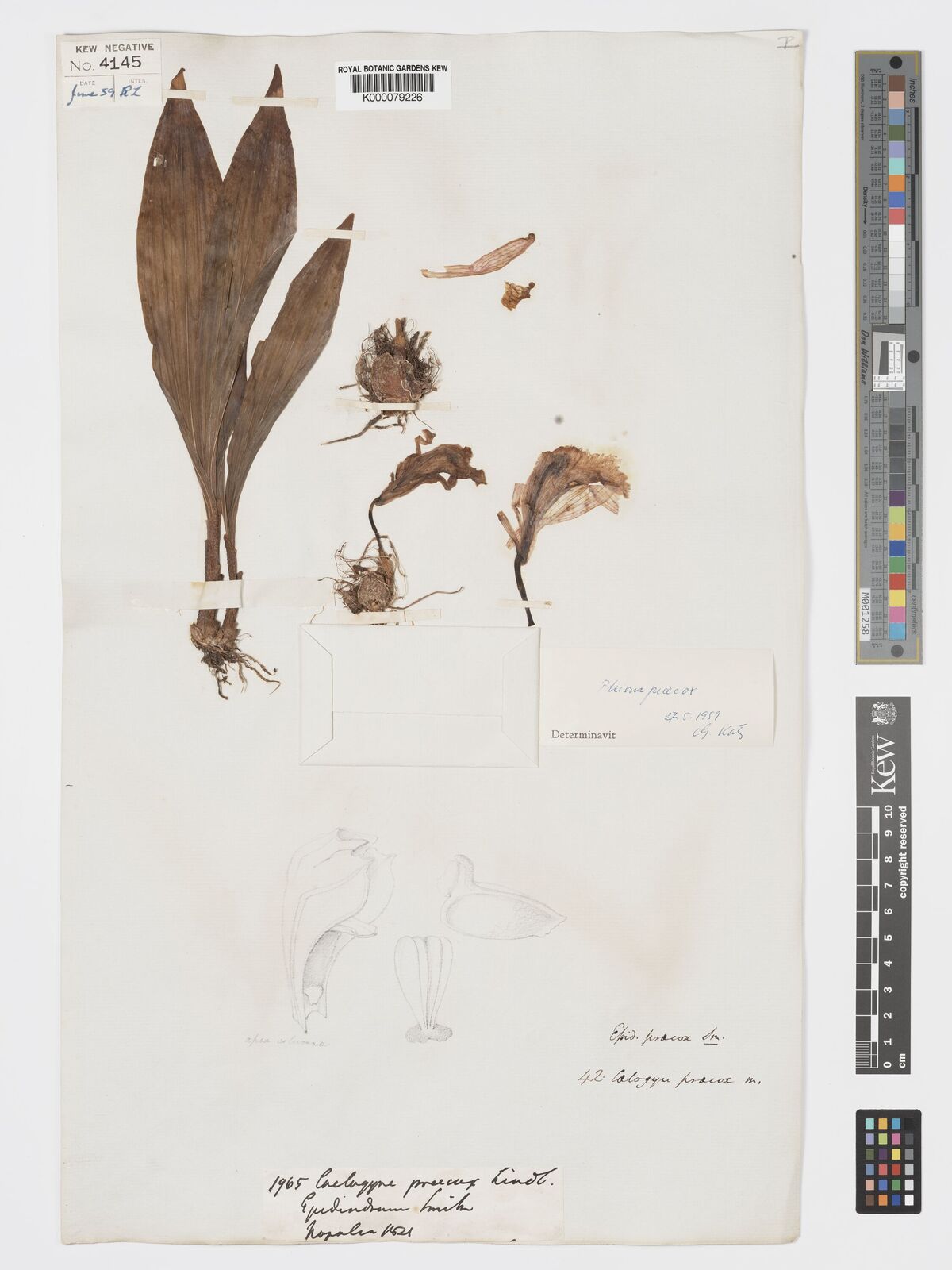 Kew Gardens K000079226:  Wallich [s.n.] Nepal