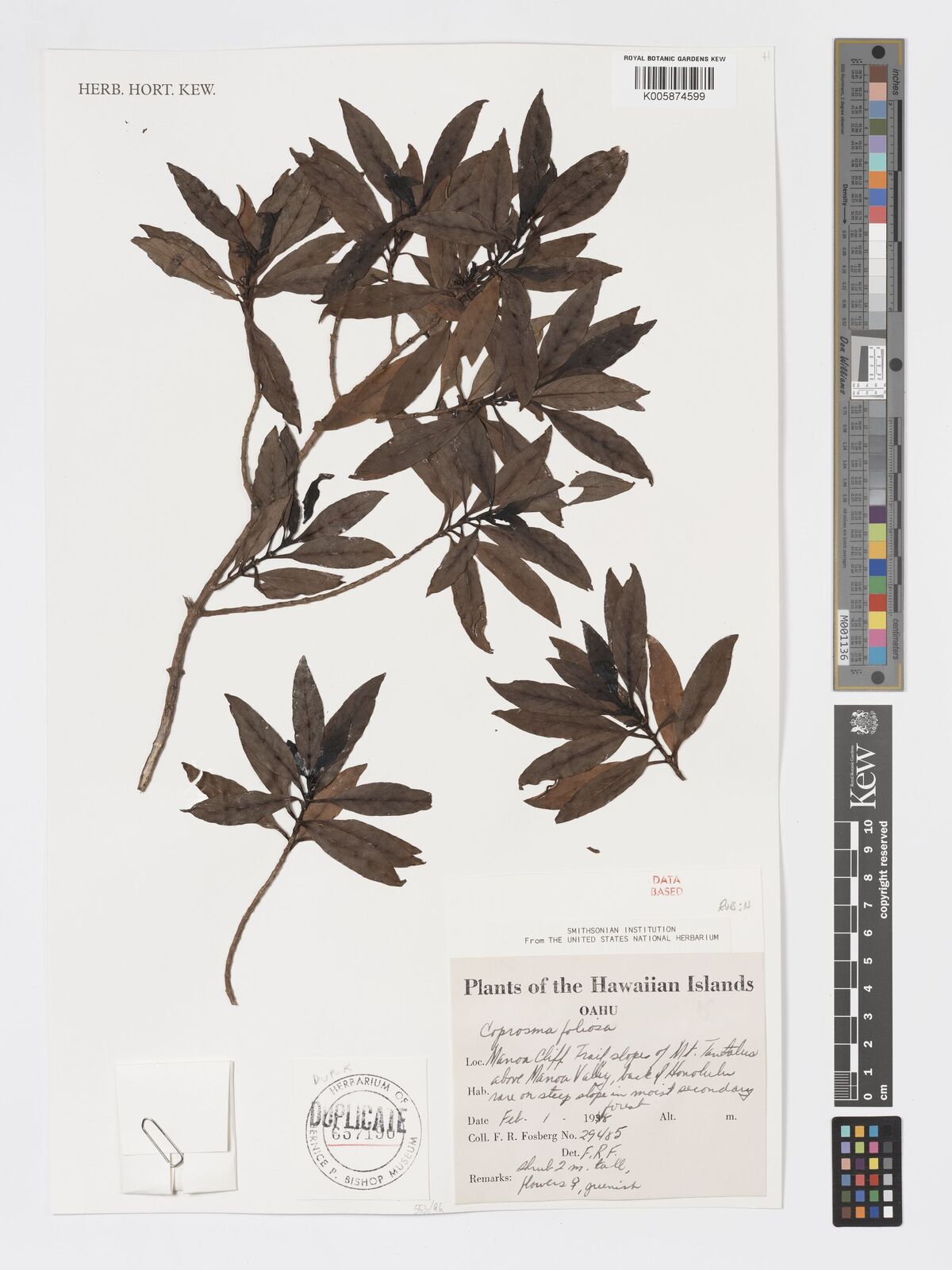Coprosma foliosa