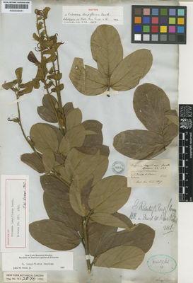 Kew Gardens K000530041:  Pohl [s.n.] Brazil