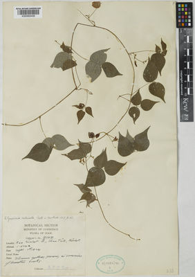 Kew Gardens K000900406:  Kerr, A.F.G. [9105] Thailand