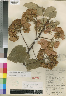 Kew Gardens K000241118:  Burtt, B., D. [6154] Tanzania