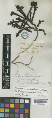 Kew Gardens K000686365:  Bauer, F.L. [s.n.] Australia