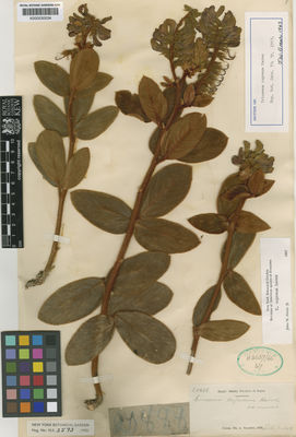 Kew Gardens K000530034:  s.coll. [20888] Brazil