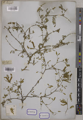 Kew Gardens K001121556:  s.coll. [Cat. no. 5645]