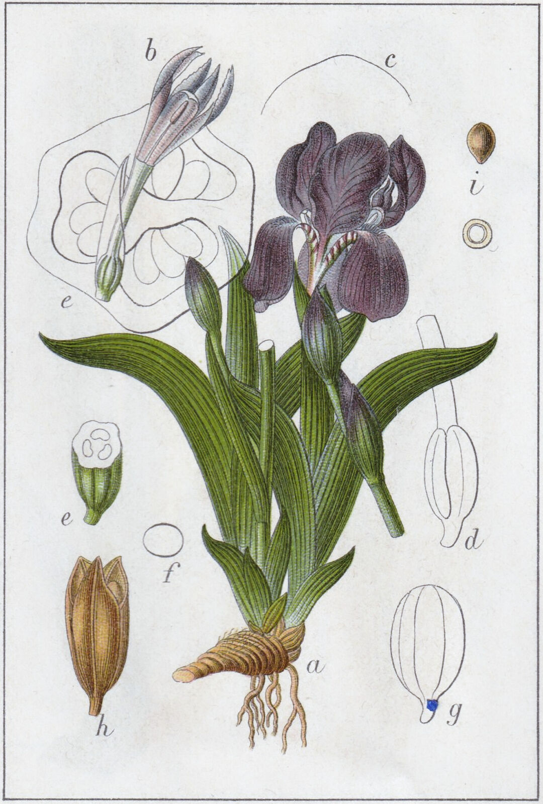 Iris aphylla L. | Plants of the World Online | Kew Science