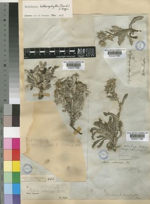 Kew Gardens K000377588:  Drege [s.n.] South Africa