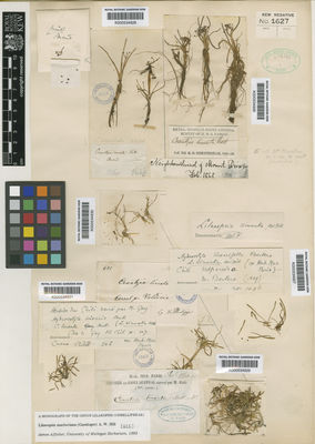 Kew Gardens K000534926:  Cuningham, R.O. [s.n.] Argentina