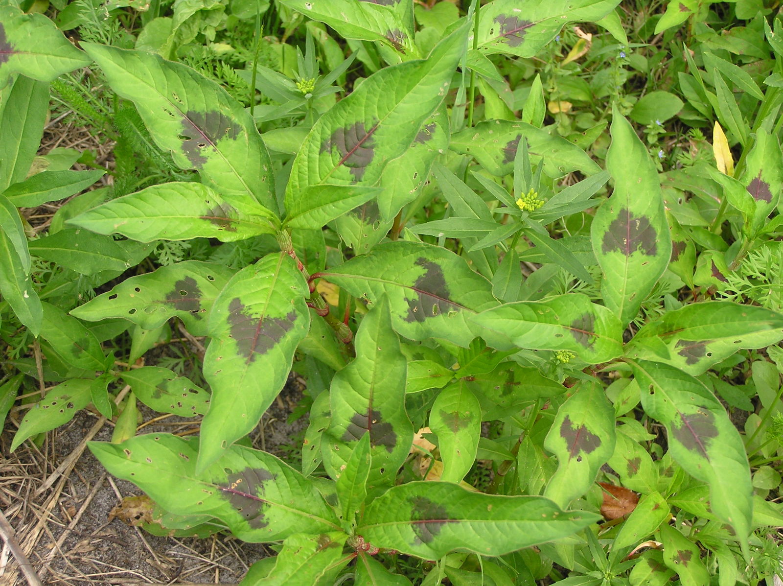 Persicaria maculosa Gray | Plants of the World Online | Kew Science