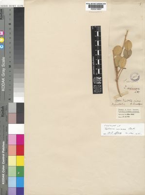 Kew Gardens K000216957:  Mueller, F., von [s.n.] Australia