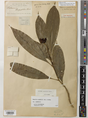 Kew Gardens K001292281:  Robinson, H.C.; Kloss, C.B. [6110] Malaysia