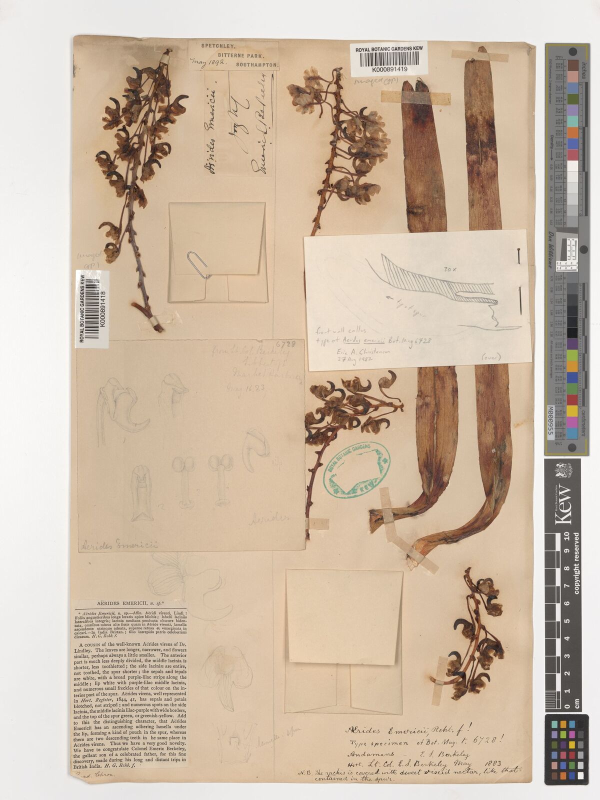 Kew Gardens K000891418:  Berkeley, E.S. [s.n.] India