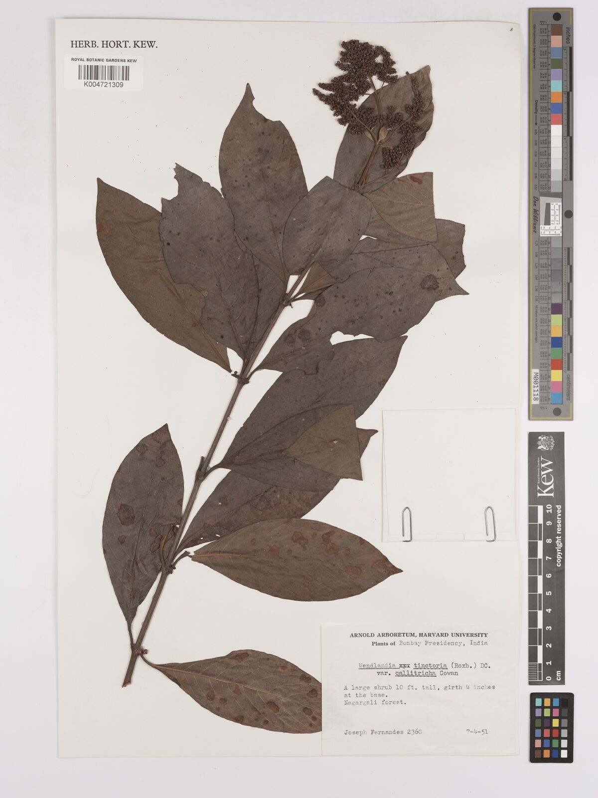 Wendlandia tinctoria subsp. callitricha (Cowan) W.C.Chen | Plants of ...
