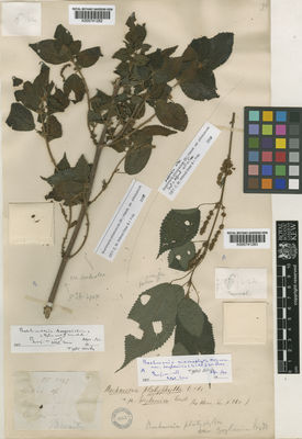 Kew Gardens K000741283:  s.coll. [s.n.] Sri Lanka