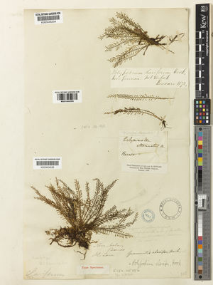 Kew Gardens K000446204:  Beccari, O. [s.n.] Indonesia