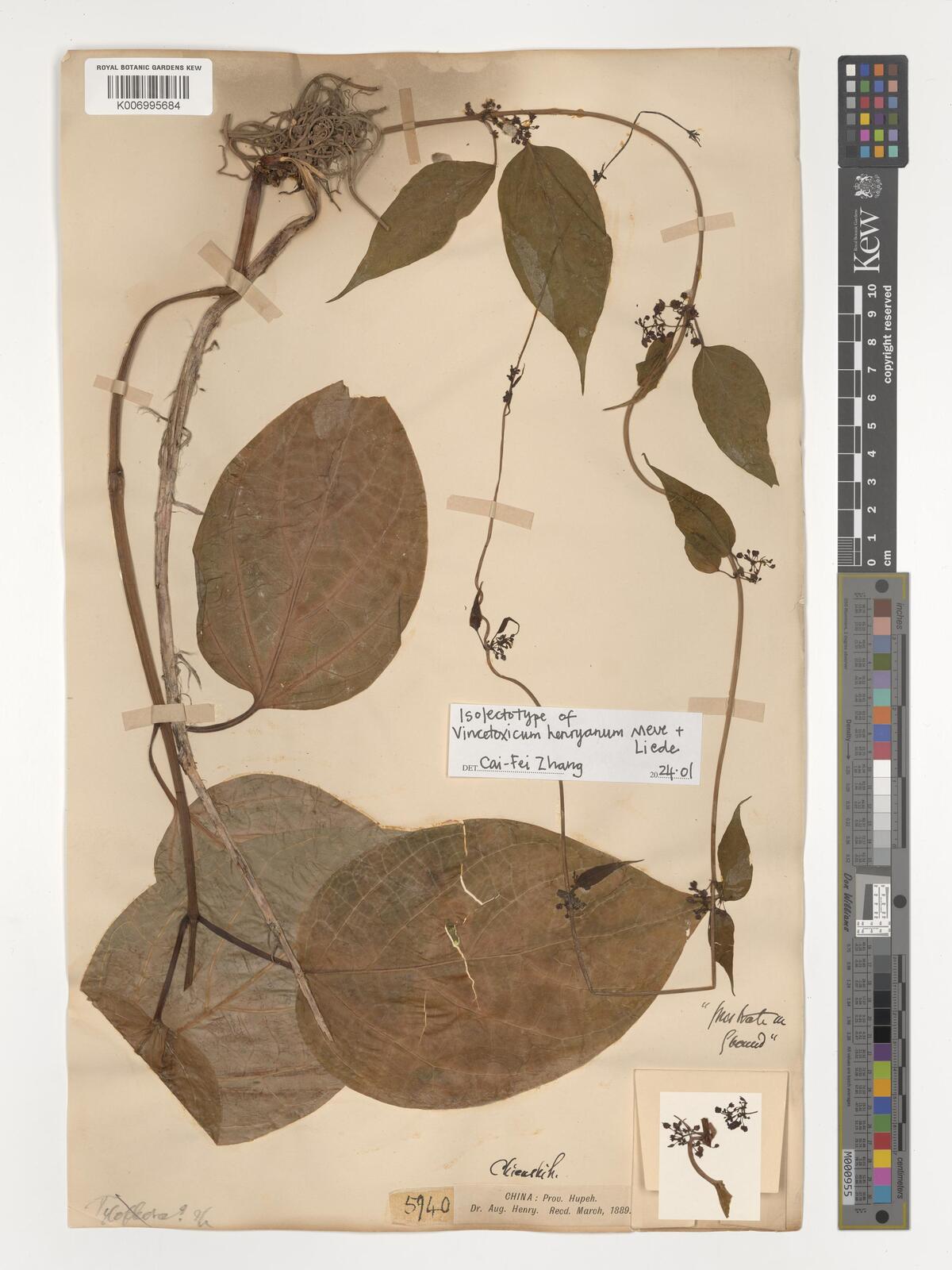 Tylophora henryi