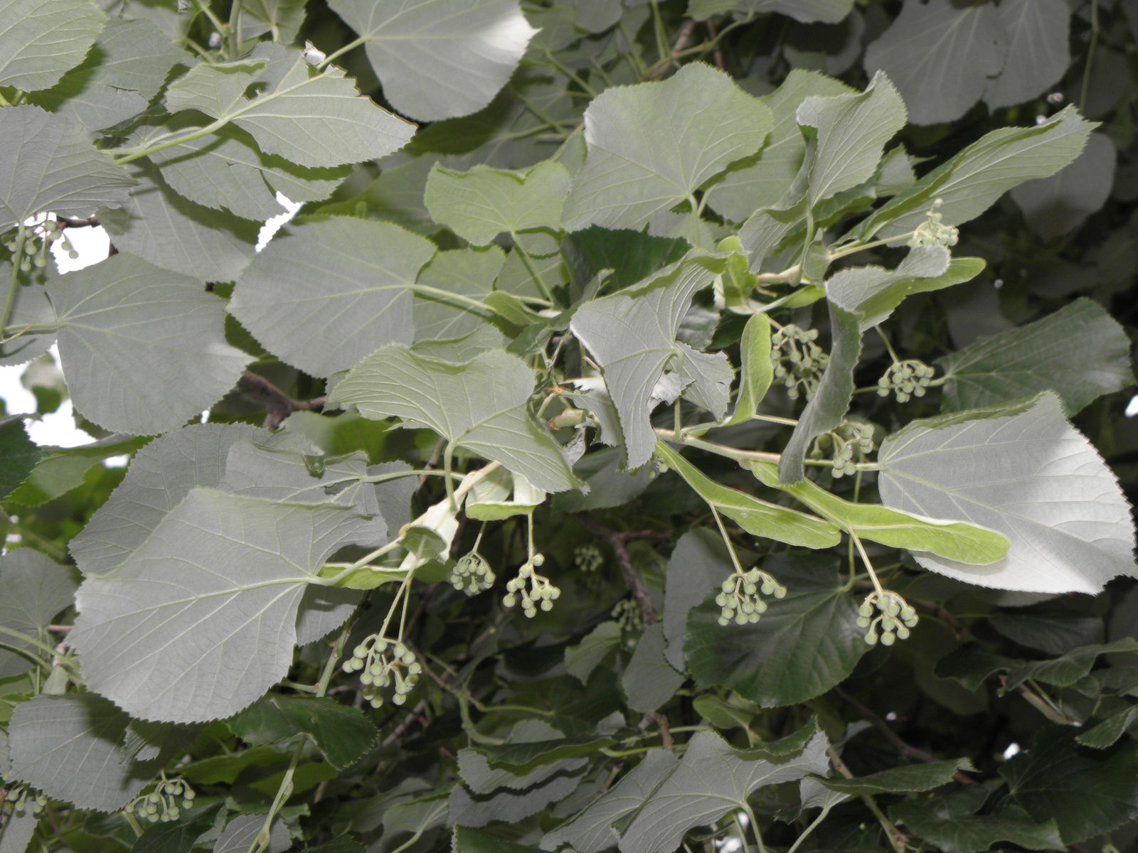 tilia tomentosa moench | plants of the world online | kew science