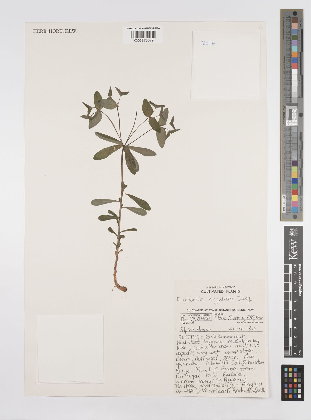 Euphorbia angulata