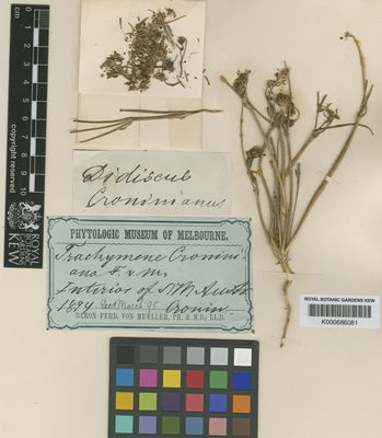 Kew Gardens K000686081:  Mueller, F., von [s.n.] Australia