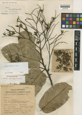 Kew Gardens K000700452:  Wood, G.H.S.; Charington, C. [16522] Malaysia