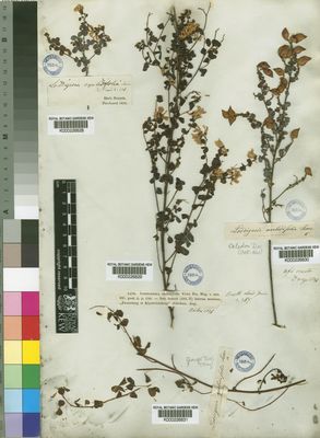 Kew Gardens K000226830:  Drege [s.n.] South Africa