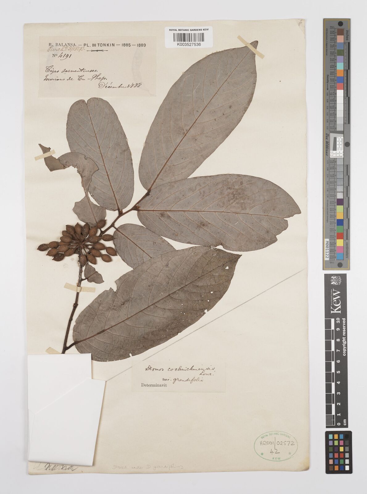 Desmos grandifolius