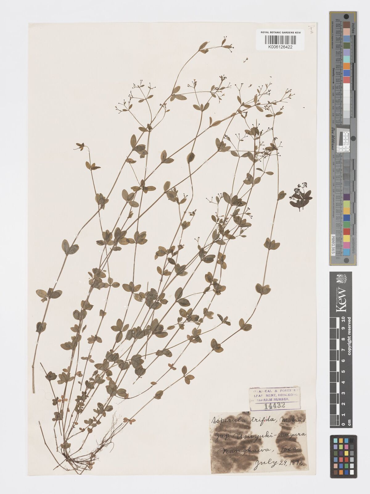 Asperula trifida