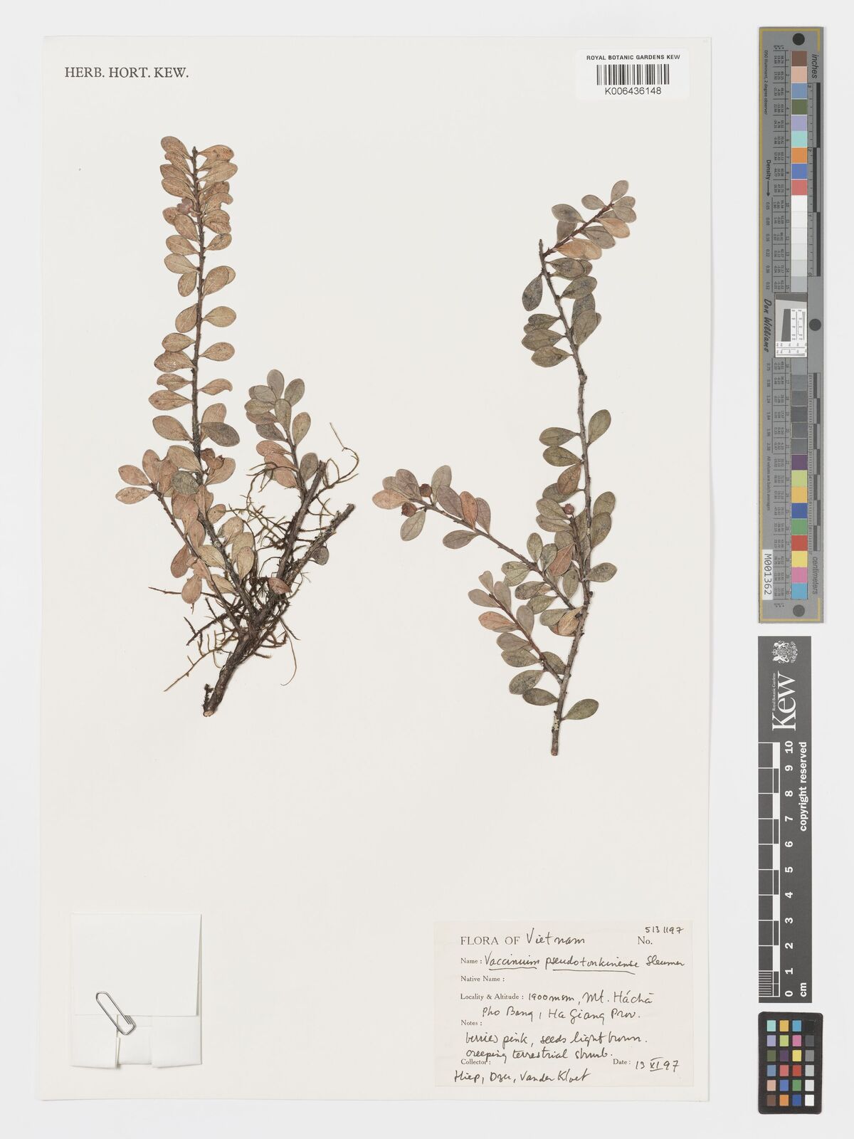 Vaccinium pseudotonkinense