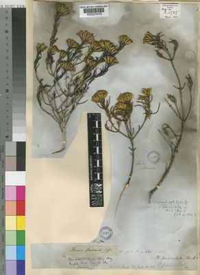 Kew Gardens K000273478:  Drege [s.n.] South Africa