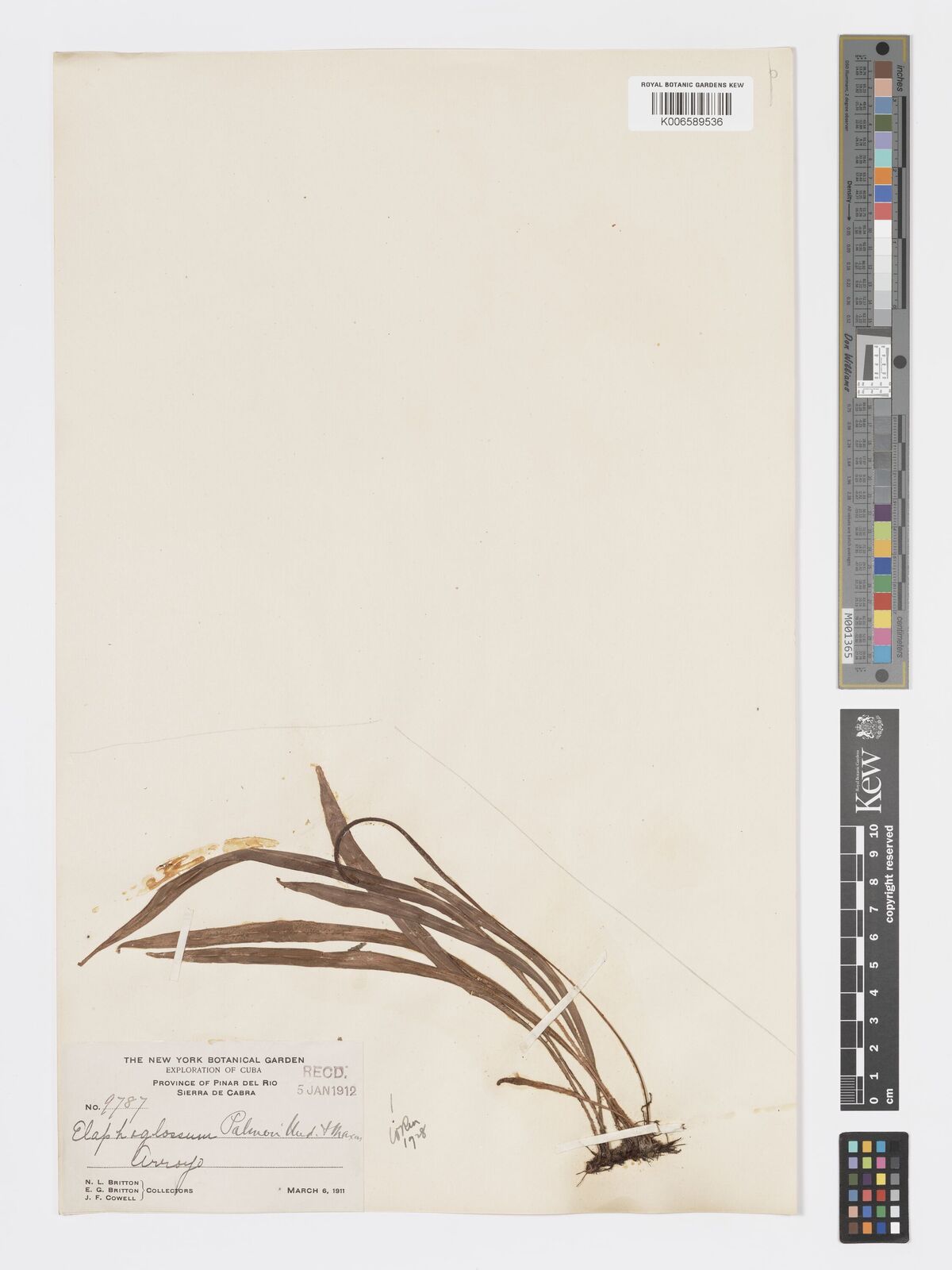 Elaphoglossum palmeri
